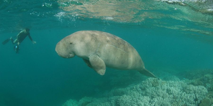 Ein Dugong schwimmt in den Lagunen vor Neukaledonien.