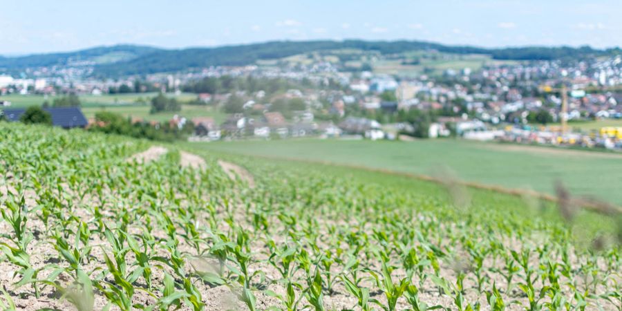 Ein Feld mit jungen Mais Pflanzen (Symbolbild).