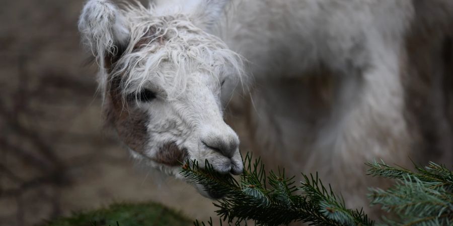 Lama Zoo Zürich