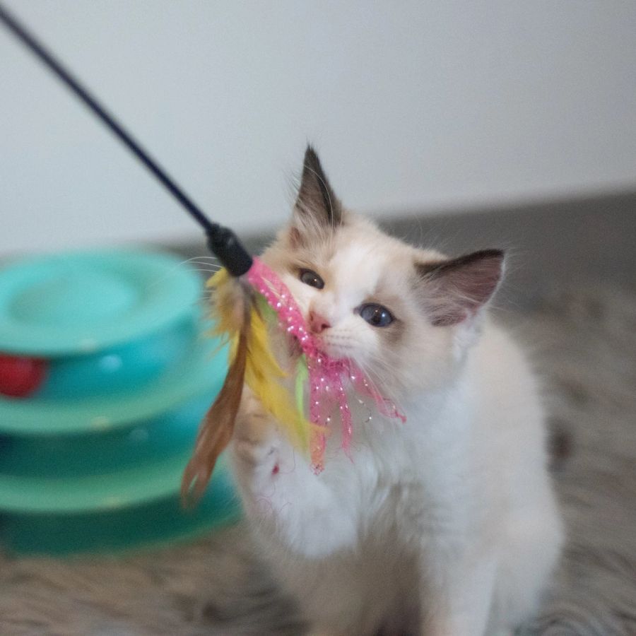 Katze