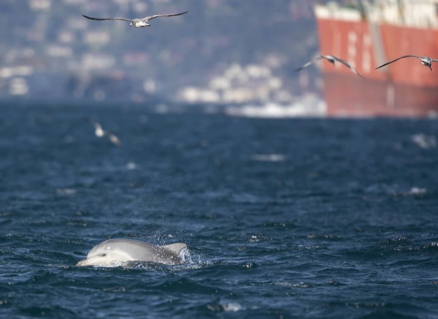 Ein Delfin schwimmt im Bosporus, Türkei. (Archivbild)