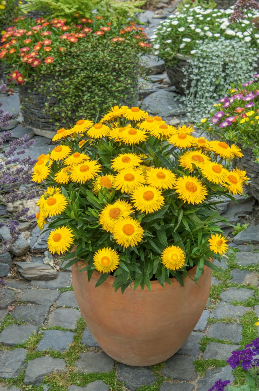 Sonnentänzer Gartenstrohblume gelb Topf