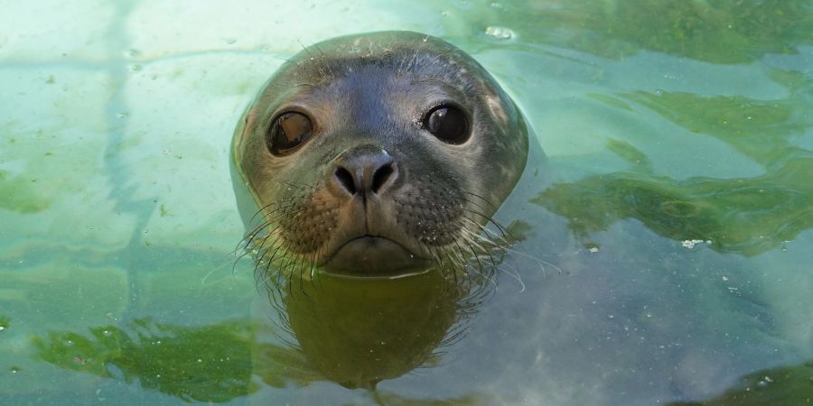 Im Tiergarten Kleve ist ein Seehundbaby zur Welt gekommen.