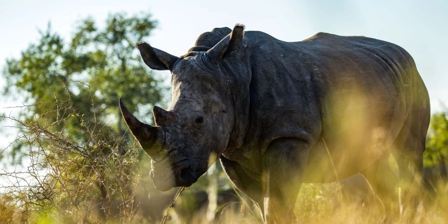 Ein Nashorn im Zinave Nationalpark in Mosambik.