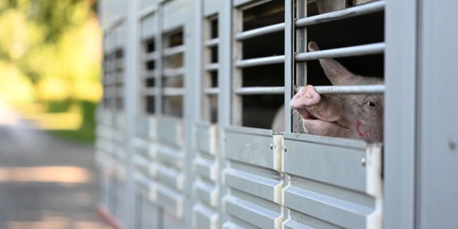 In einem schweinehaltenden Betrieb im Landkreis Emsland ist die Afrikanische Schweinepest (ASP) nachgewiesen worden.