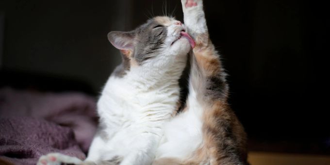 Bei Seniorenkatzen kann die frühere Beweglichkeit nachlassen. Dann können schwer zugängliche Stellen, etwa am Schwanzansatz, verfilzen. Bei Seniorenkatzen kann die frühere Beweglichkeit nachlassen. Dann können schwer zugängliche Stellen, etwa am Schwanzansatz, verfilzen.