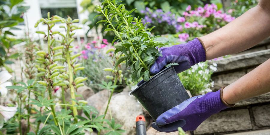 In den beiden ersten Corona-Jahren investierten viele Menschen in ihren Garten. Doch auch in den Bau- und Heimwerkermärkten ziehen nun die Preise an. Das könnte die Nachfrage dämpfen.