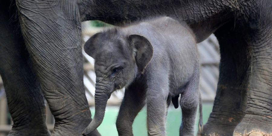 Der Sumatra-Elefant Lanang sucht die Nähe seiner Mutter Terry im Zoo von Bali.