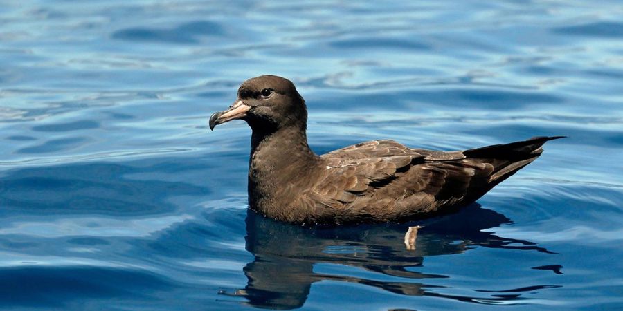 Bei der Untersuchung von Blassfuss-Sturmtauchern von der australischen Lord-Howe-Insel sind Forschende auf eine neue Krankheit gestossen.