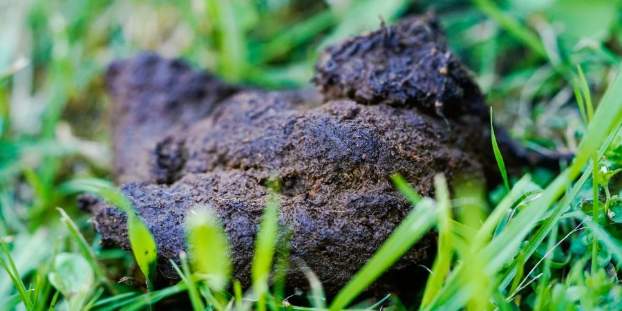 Hundekot liegt auf einer Wiese in der Innenstadt. Viele Kommunen verschärfen ihr Vorgehen gegen die tierischen Haufen.