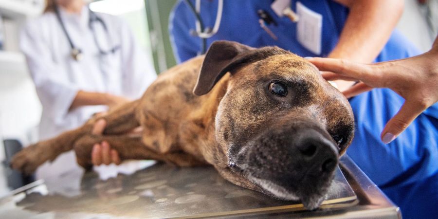 Krankenversicherungen für Haustiere unterscheiden sich stark in Preis und Bedingungen. Besitzer sollten die verschiedenen Tarife im Vorhinein vergleichen.