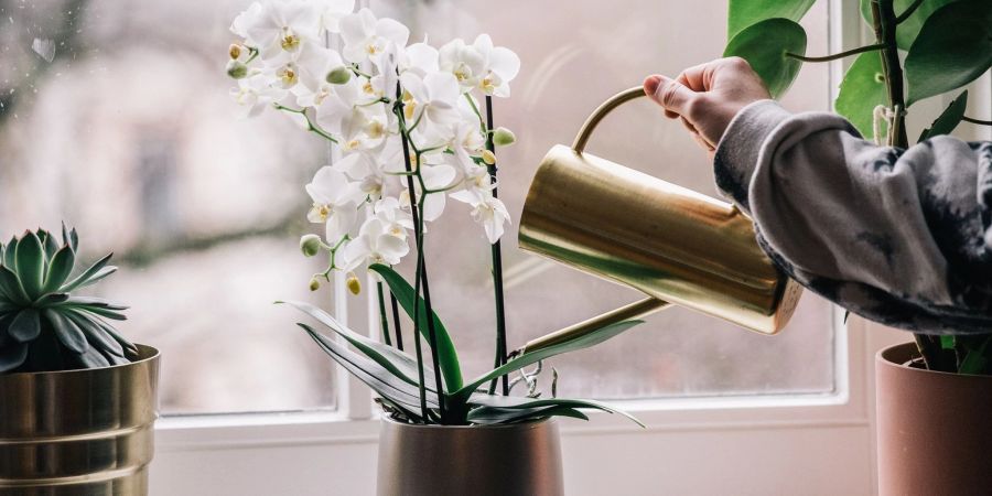 Die Phalaenopsis-Orchidee gehört zu jenen Pflanzen, die auch mal eine kurze Giesspause aushalten.