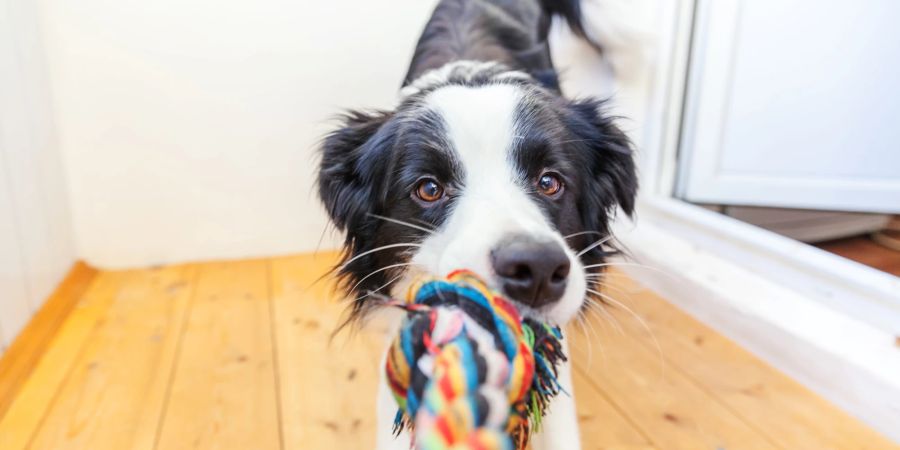 Hund, buntes Spielzeug im Mund