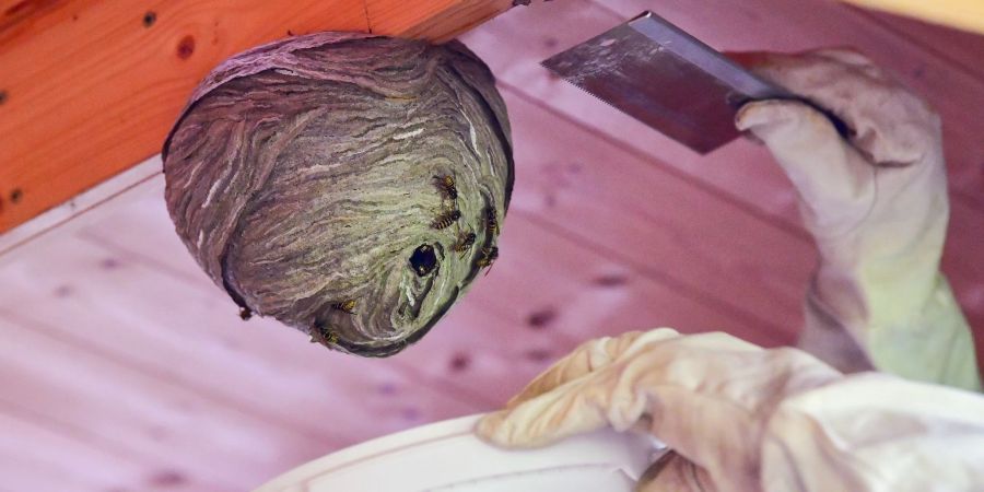 Eine Umsiedlung von Wespen- oder Hornissennestern ist nur in Ausnahmefällen erlaubt und muss fachgerecht durchgeführt werden.