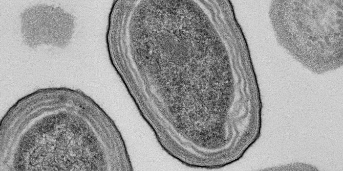 Prochlorococcus-Zellen