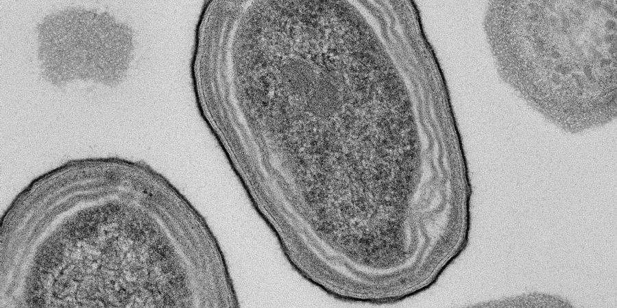 Prochlorococcus-Zellen