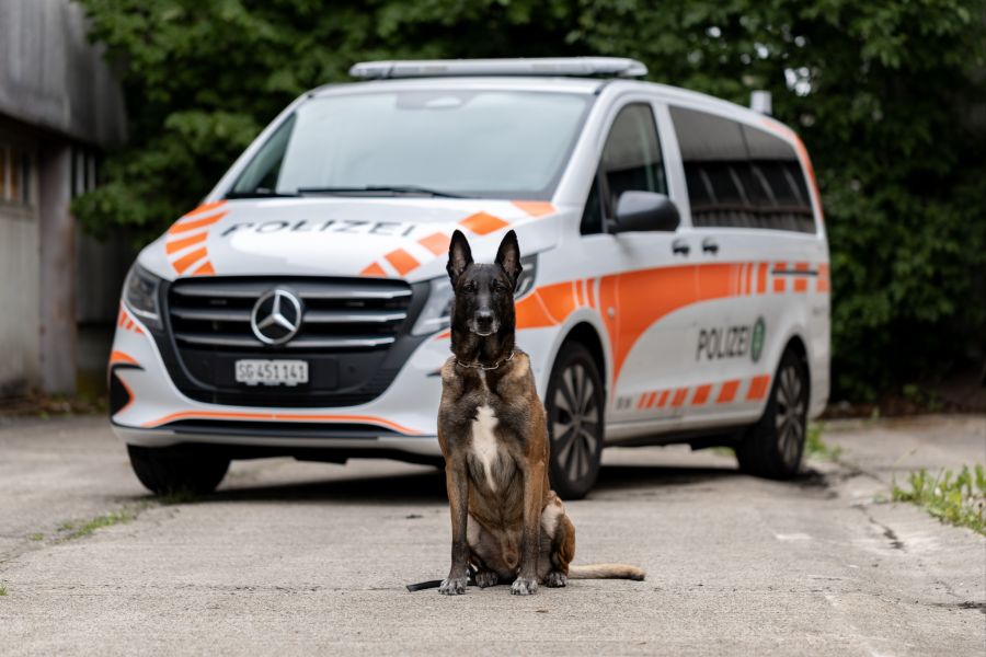 Diensthund Ike gross