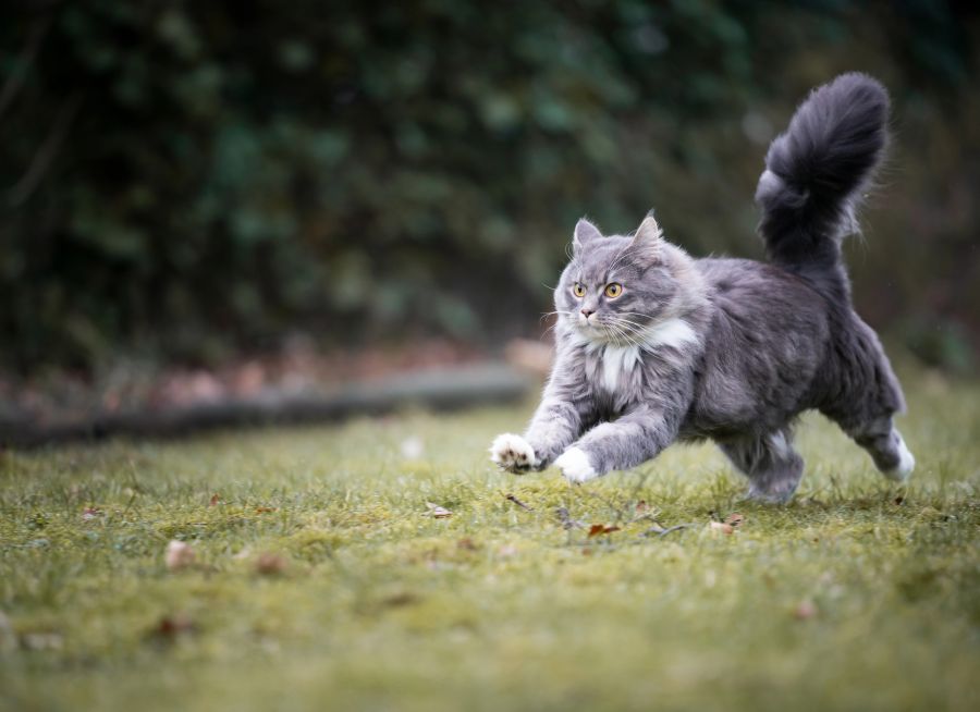 hund katze