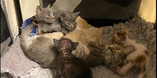 Katzenbabys