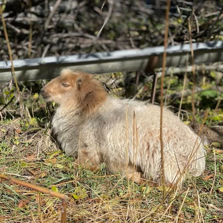 Der Tierschutz hat auch trächtige Schafe vorgefunden.