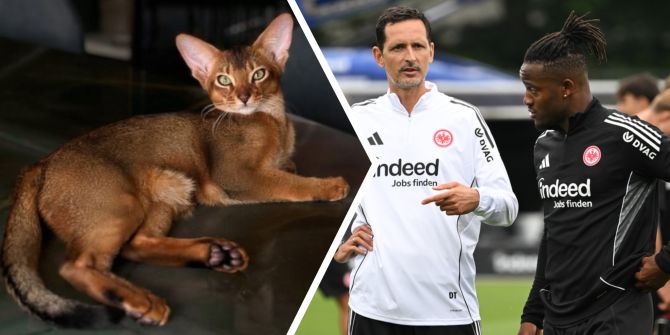 Katze Michy