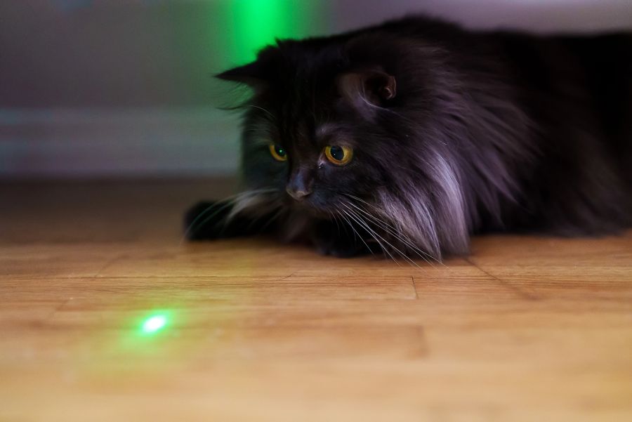 Katzen laserpointer