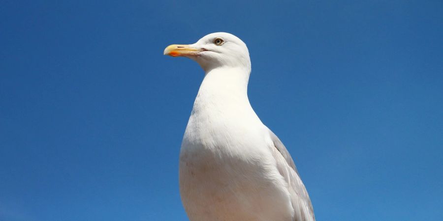 möwe kartoffelchips stehlen