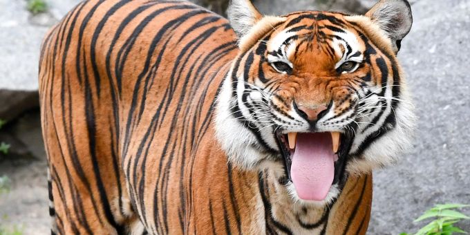 Indochinesische Tiger sind in vielen Ländern bereits ausgestorben. (Archivbild) Tiger