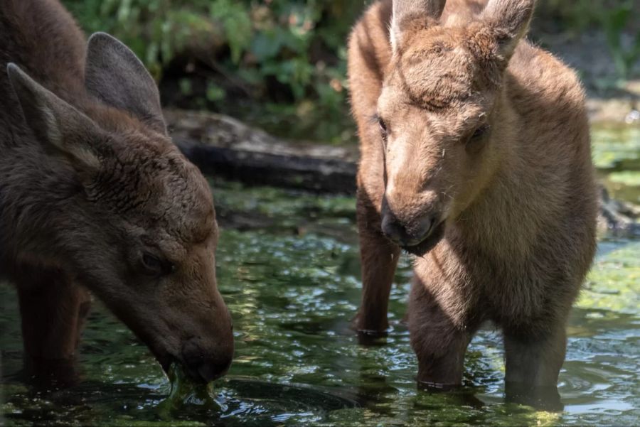 Bereits 20 Minuten nach Geburt staksten die zwei neuen Elchkälbchen ihrer Mama hinter her.