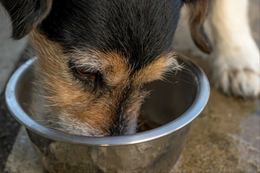 Hund, Wassernapf