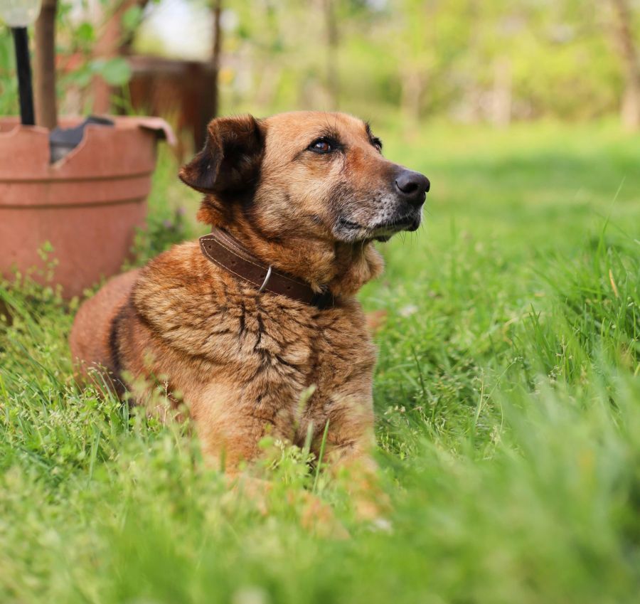 In der Schweiz nehmen Hundeangriffe aktuell zu. (Symbolbild)