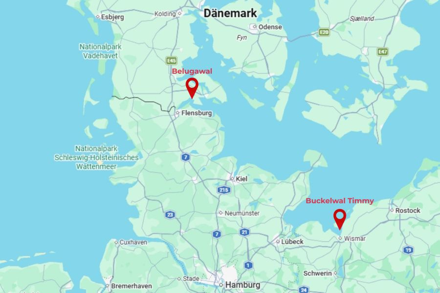 Der Belugawal befindet sich dabei nicht sehr weit entfernt vom in der Bucht von Wismar gestrandeten Buckelwal Timmy.