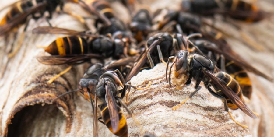 Im vergangenen Jahr wurden in den beiden Basel 337 Hornissennester gemeldet, davon 266 im Baselbiet. (Symbolbild)