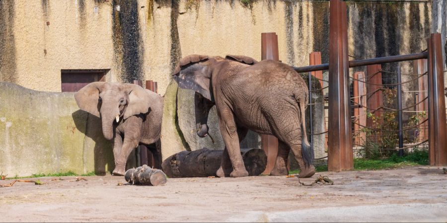 Zoo Basel