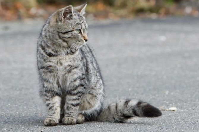 Katze Strasse E-Bike Unfall