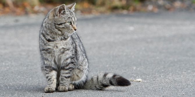 Katze Strasse E-Bike Unfall