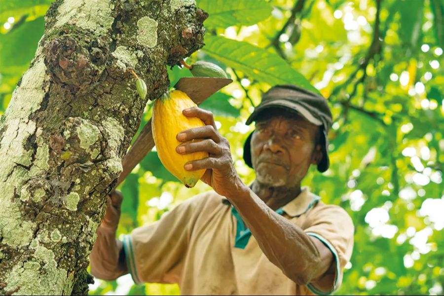 Kakaobauer verdienen nur einen kleinen Teil an der Wertschöpfung bei Schokolade.