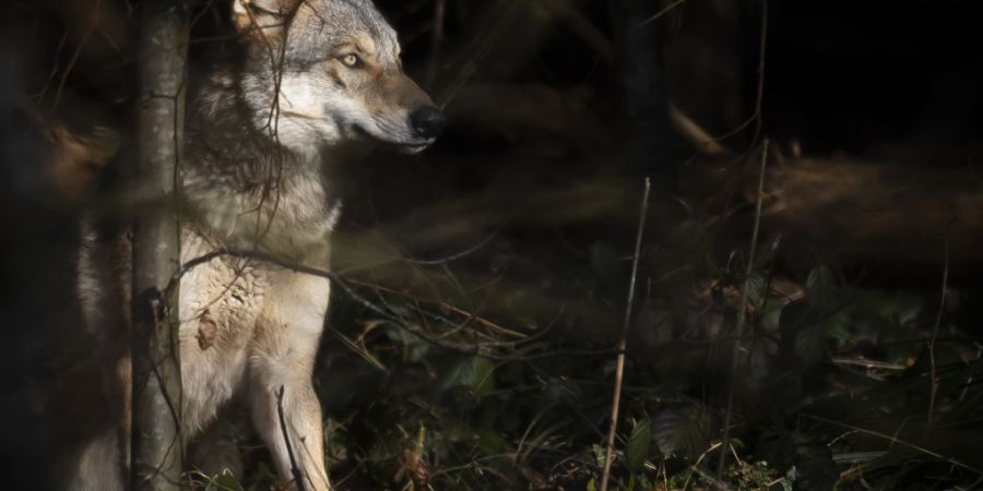 Bei Hütten ZH ist ein Wolf unterwegs. (Symbolbild)