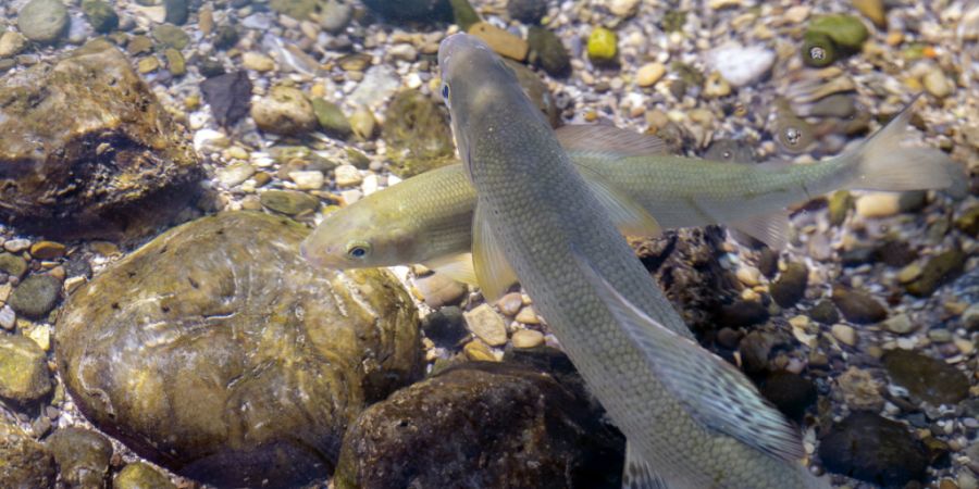 Ab dem 1. Mai dürfen in den Gewässern des Kantons Aargau keine Äschen mehr gefangen werden. (Symbolbild)