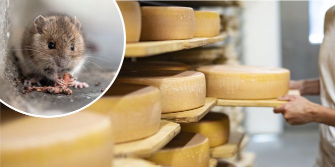 Solothurner Grüsel-Käserei