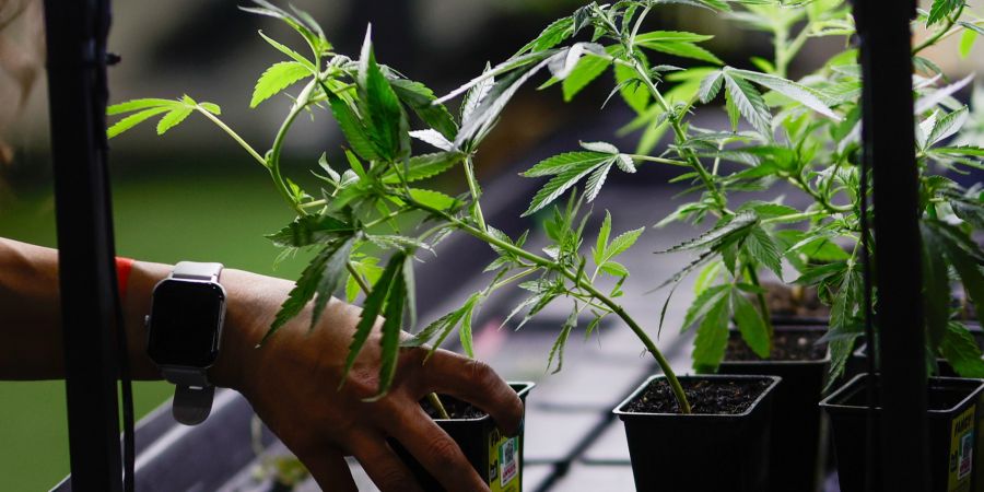 cdu parteitag Cannabis