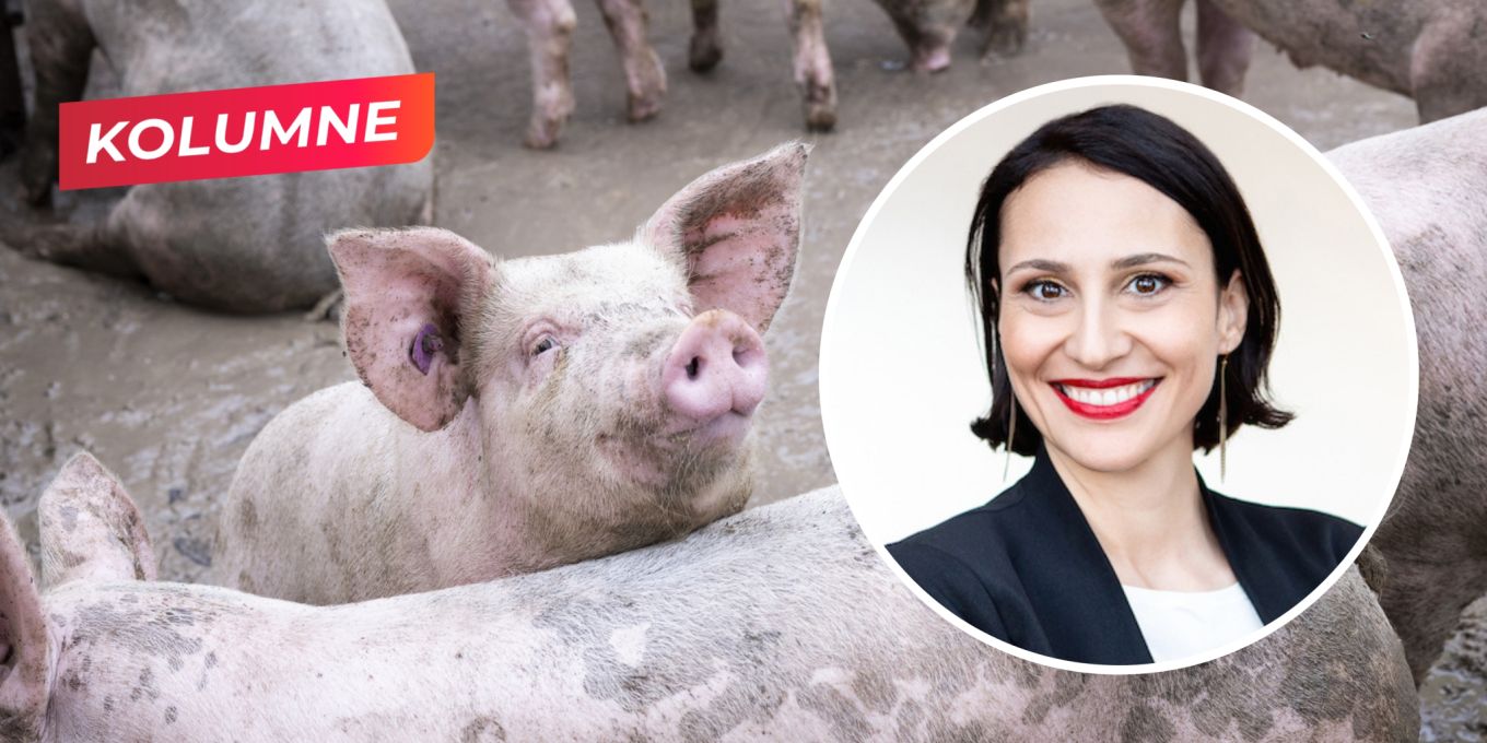 Wir haben strengstes Tierschutz-Gesetz der Welt, aber… | Nau.ch