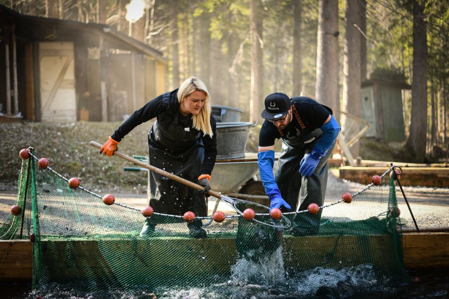 Platzfisch: Handwerk aus Mittenwald. In heimischen Gewässern werden Lachsforellen, Saiblinge und Forellen gezüchtet.