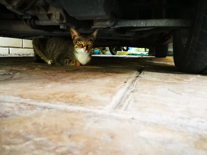 Ein Schlafplatz unter einem Auto kann Katzen zum Verhängnis werden. katze streuner strasse schlafen wo
