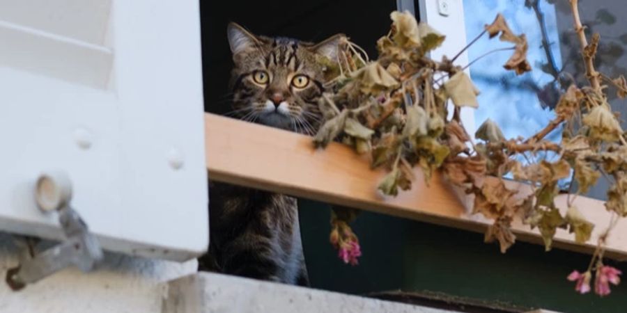 Katze Wohnung Mieter Verwaltung