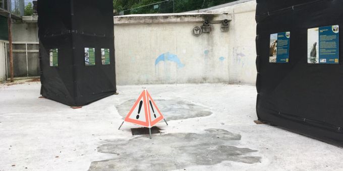 Der Berner Tierpark Dählhölzli saniert derzeit die veraltete Seehundeanlage. Tierpark Dählhölzli