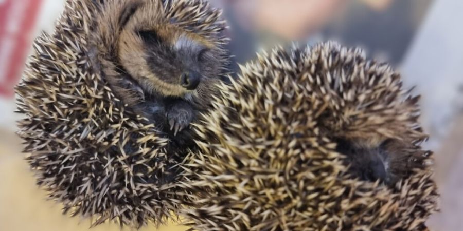 Diese Igelbabys wurden noch rechtzeitig gefunden.