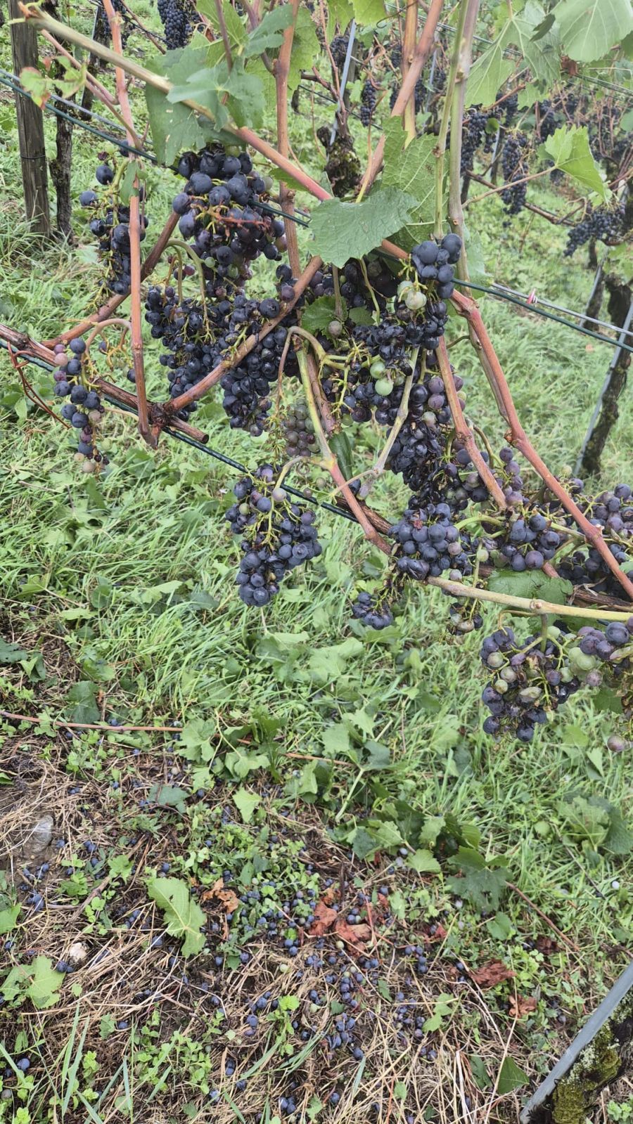 Bild der Zerstörung aus den Rebbergen von Rutishauser Divino.