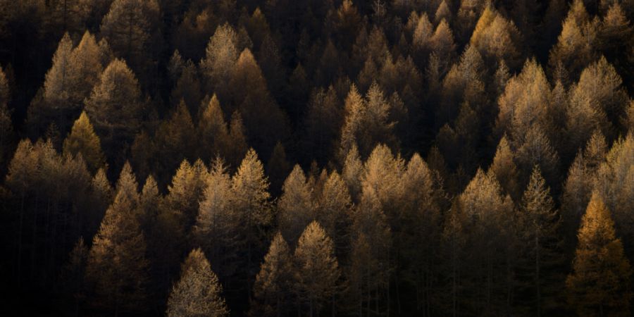 Graubünden will im laufenden Jahr auf 3500 Hektaren Projekte zur Waldpflege vorantreiben. (Symbolbild)