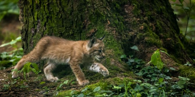 Luchs
